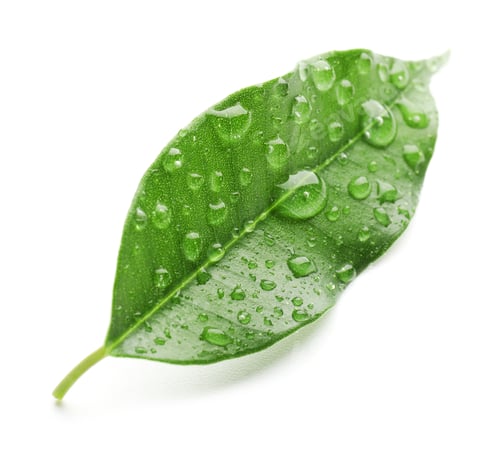 Preview: One fresh green citrus leaf with water drops isolated on white