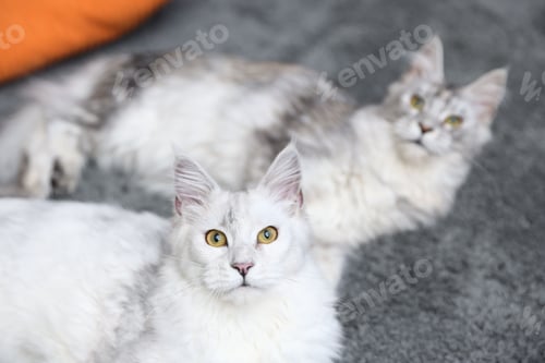 Preview: Adorable pet. Cute Maine Coon cats resting on floor at home