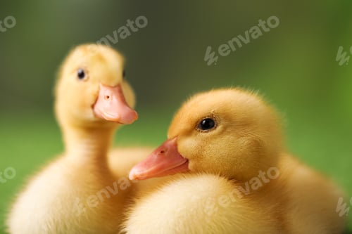 Preview: Cute fluffy ducklings on artificial grass, closeup. Baby animals
