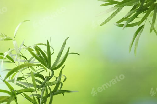 Preview: Branches with bamboo leaves on green gradient background, closeup. Space for text