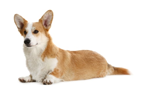 Preview: Adorable Pembroke Welsh Corgi dog on white background