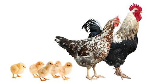 Preview: Rooster, hen and chicks on white background. Animal family