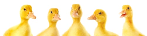 Preview: Cute fluffy ducklings on white background. Baby animals