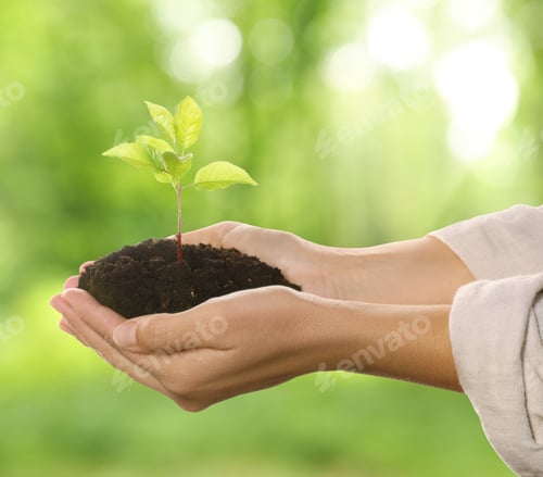 Preview: Woman holding soil with green sprout in nature, closeup