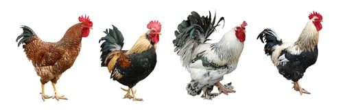 Preview: Four different roosters on white background. Domestic birds