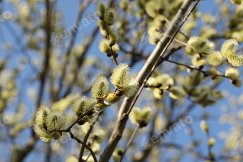 Preview: Beautiful pussy willow branches with catkins outdoors, closeup