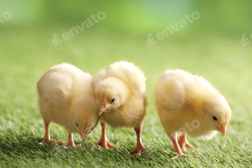 Preview: Baby animals. Cute chicks on green grass outdoors