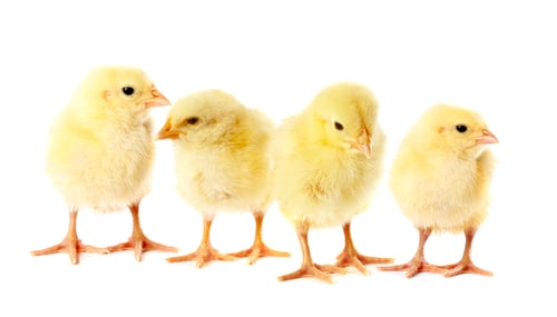 Preview: Cute fluffy chicks on white background. Baby animals