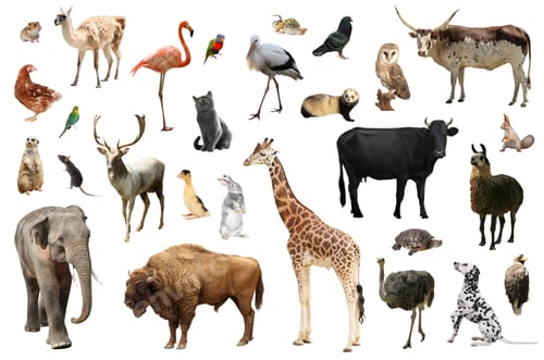 Preview: Many different animals on white background, collection