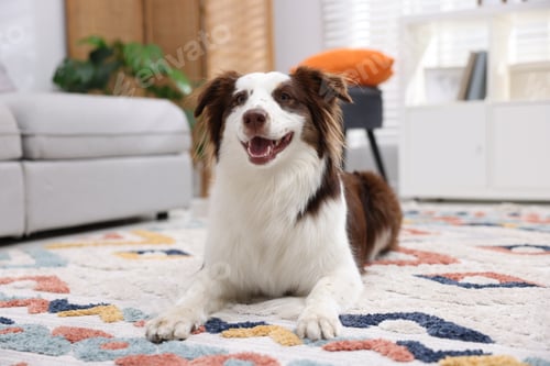 Preview: Cute Border Collie dog on floor at home
