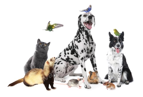 Preview: Cute pets on white background. Parrots, dogs, cat, ferret, rat, hamster and guinea pig