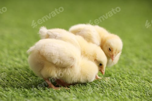 Preview: Baby animals. Cute chicks on green grass outdoors