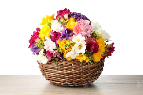 Preview: Beautiful freesia flowers in wicker basket on wooden table against white background