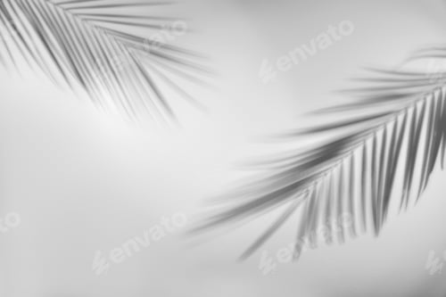 Preview: Shadows of tropical palm branches on white background. Black and white toning