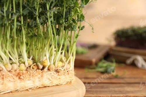 Preview: Fresh microgreens on table, closeup. Space for text