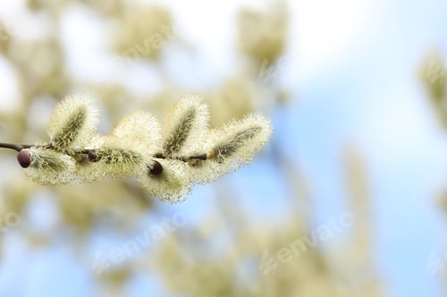 Preview: Willow branch with green catkins outdoors, closeup