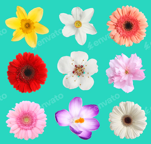 Preview: Beautiful spring flowers on turquoise background, set
