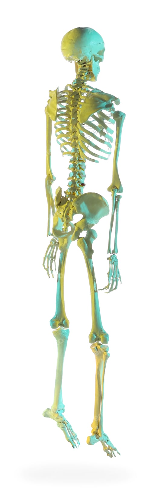 Preview: Artificial human skeleton model on white background
