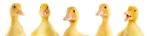 Preview: Cute fluffy ducklings on white background. Baby animals