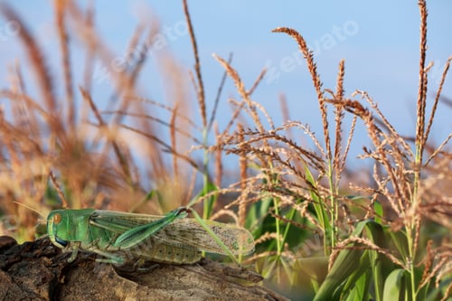 Preview: Locust on branch among green plants outdoors