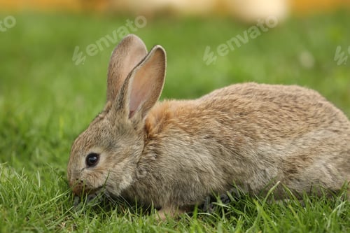 Preview: Cute fluffy bunny on green grass, closeup