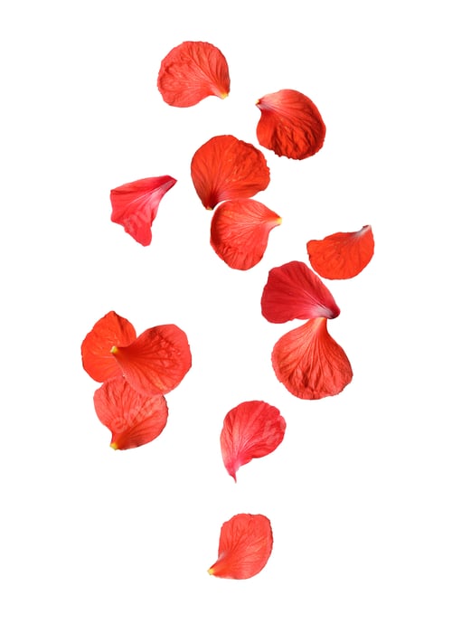Preview: Red hibiscus petals falling on white background