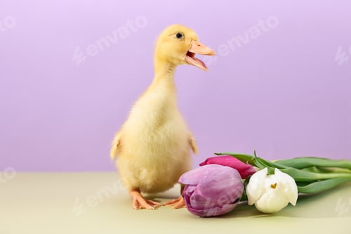 Preview: Cute duckling and beautiful tulips on color background. Baby animal