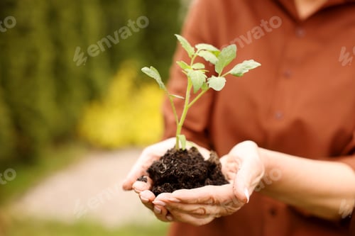 Preview: Senior woman with tomato seedling outdoors, closeup. Space for text