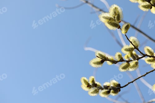 Preview: Beautiful pussy willow branches with catkins under blue sky, low angle view. Space for text