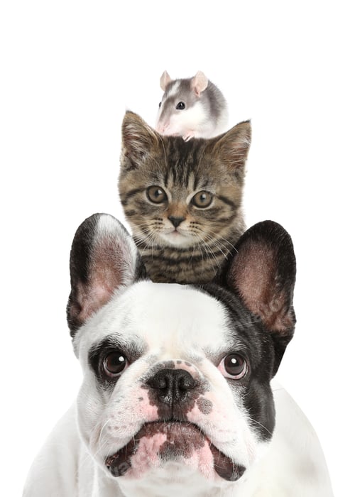 Preview: Cute cat, French bulldog and rat on white background. Animal pyramid