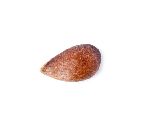 Preview: One dry apple seed isolated on white