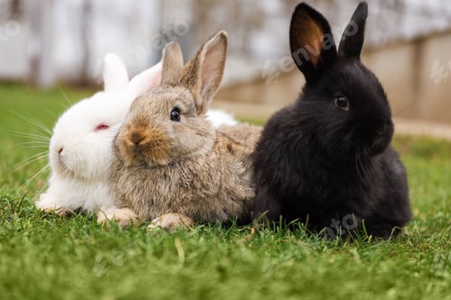 Preview: Cute baby bunnies on green grass outdoors