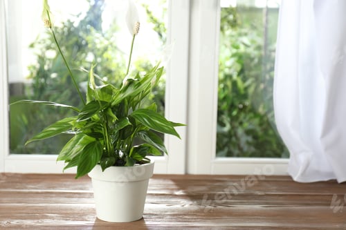 Preview: Potted houseplants on wooden window sill indoors, space for text