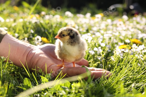 Preview: Man with cute chick on green grass outdoors., closeup. Baby animal