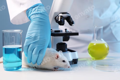 Preview: Scientist working with rat, microscope and samples at white wooden table in laboratory, closeup. Ani