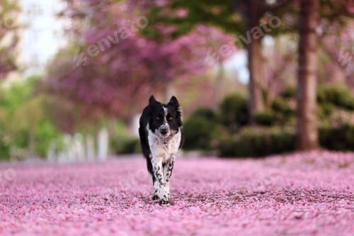 Preview: Cute Border Collie dog in park with beautiful blossoming trees
