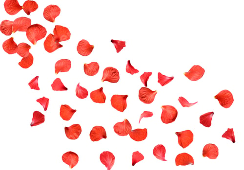 Preview: Red hibiscus petals falling on white background
