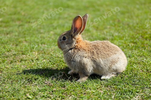 Preview: Cute fluffy rabbit on green grass outdoors, space for text