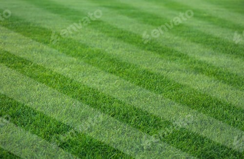 Preview: Fresh green lawn cut in stripes, closeup