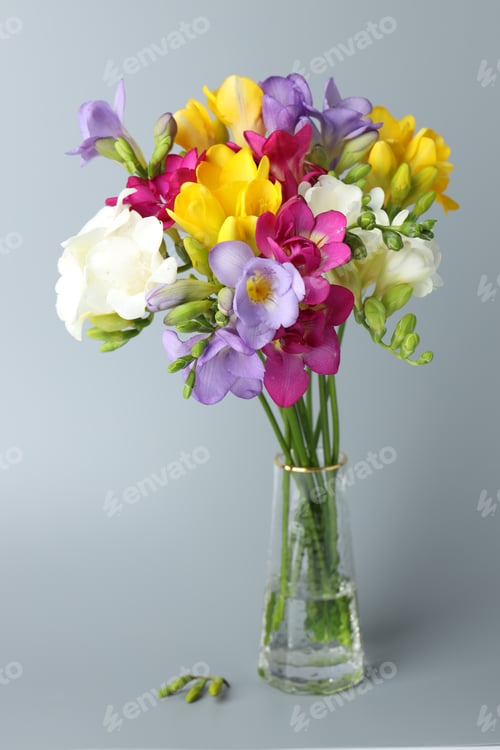 Preview: Vibrant freesia flowers in vase on grey background