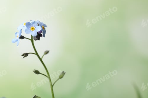 Preview: Beautiful forget-me-not flowers against blurred green background, closeup. Space for text