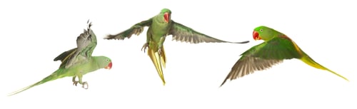 Preview: Collection of bright parrot flying on white background. Alexandrine parakeet