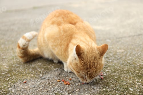 Preview: Stray animal. Cute homeless ginger cat eating pet food outdoors