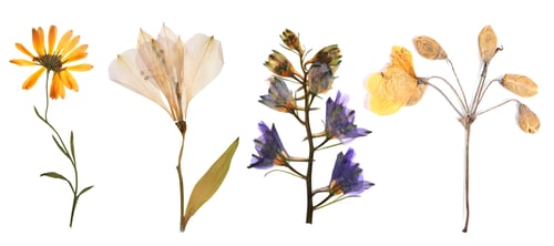 Preview: Dried and pressed flowers isolated on white, set