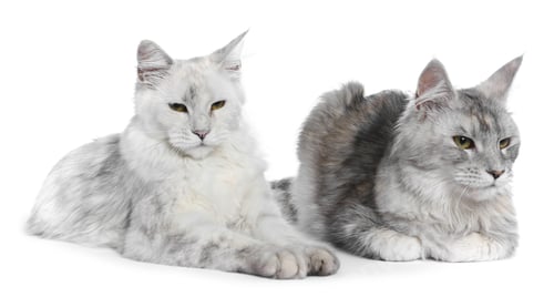 Preview: Adorable pet. Cute Maine Coon cats on white background