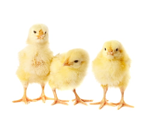 Preview: Cute fluffy chicks on white background. Baby animals