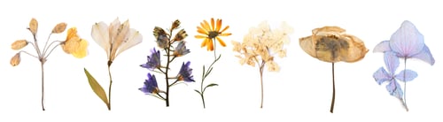Preview: Dried and pressed flowers isolated on white, set