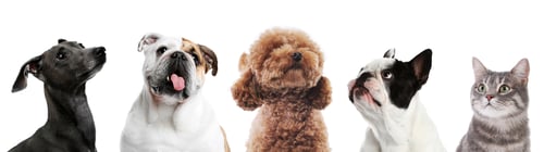 Preview: Cute dogs and cat looking in same direction on white background