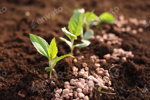 Preview: Granulated fertilizer and seedlings growing in soil, closeup
