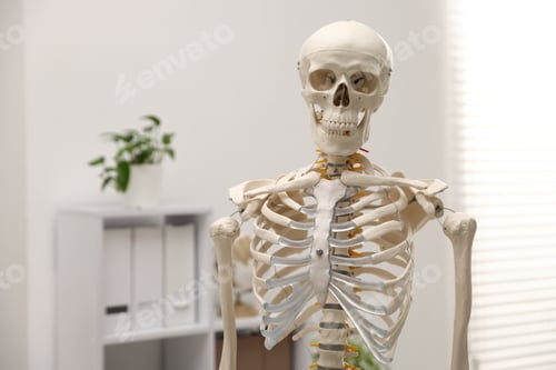Preview: Human skeleton model in classroom, closeup. Space for text